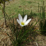 Zephyranthes candida | Windflower | Autumn Zephyrlily | White Rain & Peruvian Swamp Lily | 10_Seeds