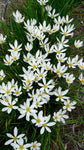 Zephyranthes candida | Windflower | Autumn Zephyrlily | White Rain & Peruvian Swamp Lily | 10_Seeds