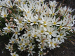 Zephyranthes candida | Windflower | Autumn Zephyrlily | White Rain & Peruvian Swamp Lily | 10_Seeds