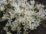 Zephyranthes candida | Windflower | Autumn Zephyrlily | White Rain & Peruvian Swamp Lily | 10_Seeds