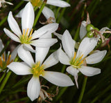 Zephyranthes candida | Windflower | Autumn Zephyrlily | White Rain & Peruvian Swamp Lily | 10_Seeds