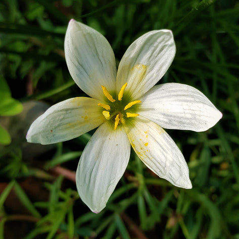 Zephyranthes candida | Windflower | Autumn Zephyrlily | White Rain & Peruvian Swamp Lily | 10_Seeds