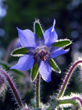 Borago officinalis | Cool Tankard | 50_Seeds