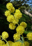 Acacia dealbata | Silver Wattle | 10_Seeds