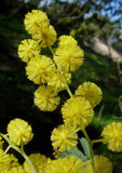 Acacia dealbata | Silver Wattle | 10_Seeds