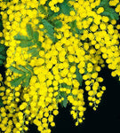 Acacia dealbata | Silver Wattle | 10_Seeds