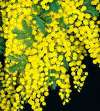 Acacia dealbata | Silver Wattle | 10_Seeds