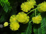 Acacia dealbata | Silver Wattle | 10_Seeds