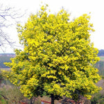 Acacia dealbata | Silver Wattle | 10_Seeds