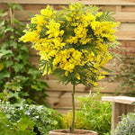 Acacia dealbata | Silver Wattle | 10_Seeds