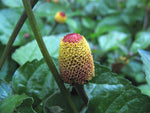 Acmella oleracea | Buzz Buttons | Electric Daisy | Toothache Plant | 20_Seeds