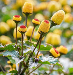 Acmella oleracea | Buzz Buttons | Electric Daisy | Toothache Plant | 20_Seeds