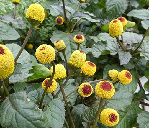 Acmella oleracea | Buzz Buttons | Electric Daisy | Toothache Plant