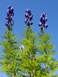 Aconitum napellus | Aconite | Blue Monkshood | Monks Coule | 10_Seeds