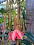Passiflora adulterina | Passion Flower Vine | 5_Seeds