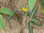 Aeschynomene aspera | Shola | Sola Pith Plant | Laugauni | Netti | 10_Seeds