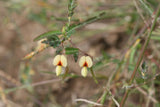 Aeschynomene aspera | Shola | Sola Pith Plant | Laugauni | Netti | 10_Seeds