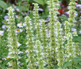 Agastache Mexicana White | Giant Hyssop | 200_Seeds