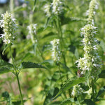 Agastache Mexicana White | Giant Hyssop | 200_Seeds