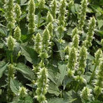 Agastache Mexicana White | Giant Hyssop | 200_Seeds