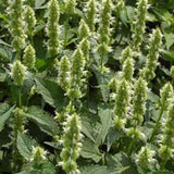 Agastache Mexicana White | Giant Hyssop | 200_Seeds
