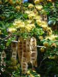 Albizia lebbeck | Siris Tree | Womans Tongue | East Indian Walnut | 10_Seeds