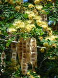 Albizia lebbeck | Siris Tree | Womans Tongue | East Indian Walnut | 10_Seeds