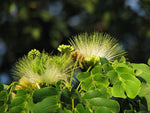 Albizia lebbeck | Siris Tree | Womans Tongue | East Indian Walnut | 10_Seeds