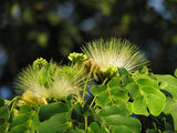 Albizia lebbeck | Siris Tree | Womans Tongue | East Indian Walnut | 10_Seeds