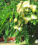 Albizia lebbeck | Siris Tree | Womans Tongue | East Indian Walnut | 10_Seeds