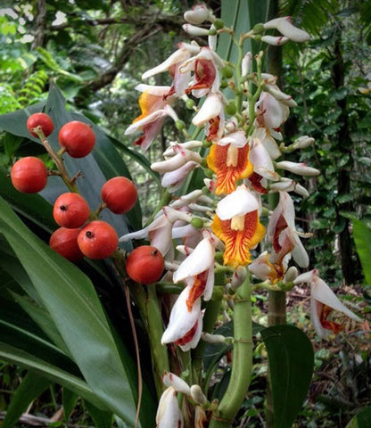 False Cardomon Alpinia mutica | Small Shell Ginger | False Cardamom | 5_Seeds ...