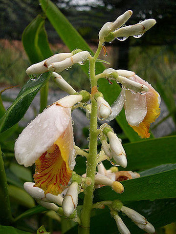 False Cardomon Alpinia mutica | Small Shell Ginger | False Cardamom | 5_Seeds ...