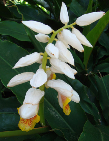 Alpinia mutica | Small Shell Ginger | False Cardamom | 5_Seeds