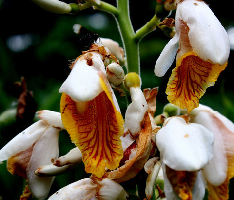 False Cardomon Alpinia mutica | Small Shell Ginger | False Cardamom | 5_Seeds ...