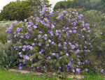 Alyogyne huegelii | Blue Hibiscus | 20_seeds