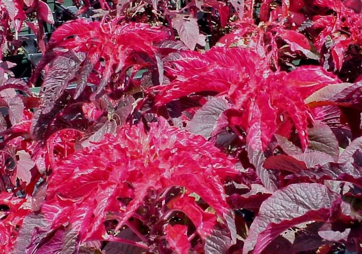 Amaranthus tricolor Early Splendor | Summer Poinsettia | Josephs Coat ...