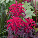 Amaranthus tricolor Molten Fire | 200_Seeds