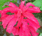 Amaranthus tricolor Molten Fire | 200_Seeds