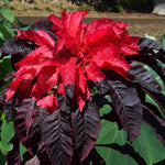 Amaranthus tricolor Molten Fire | 200_Seeds