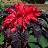 Amaranthus tricolor Molten Fire | 200_Seeds