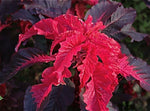 Amaranthus tricolor Molten Fire | 200_Seeds