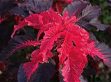 Amaranthus tricolor Molten Fire | 200_Seeds