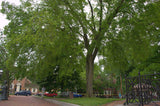 Ulmus americana | American Elm | White Water Soft FL Elm | 20_Seeds