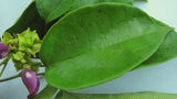 Amphilophium paniculatum | Bejuco mara | liana de cuello | 5_Seeds