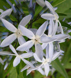Amsonia illustris | Ozark Bluestar | Shining Blue Star | 10_Seeds