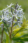 Amsonia illustris | Ozark Bluestar | Shining Blue Star | 10_Seeds