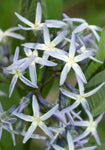Amsonia illustris | Ozark Bluestar | Shining Blue Star | 10_Seeds