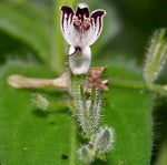 Andrographis paniculata | Creat | Green Chiretta | 100_Seeds
