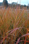 Anemanthele lessoniana | Stipa arundinacea | Feather & Hair Grass | 100_Seeds