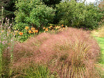 Anemanthele lessoniana | Stipa arundinacea | Feather & Hair Grass | 100_Seeds